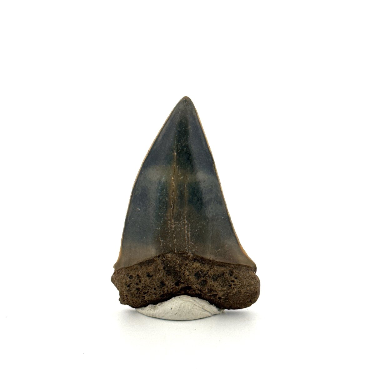 C. Hastalis fossil shark tooth (1.79") from Antwerp, Belgium - FossilsAndMore