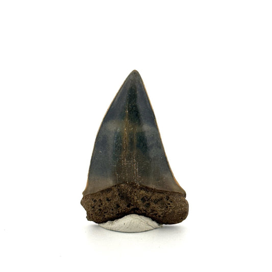 C. Hastalis fossil shark tooth (1.79") from Antwerp, Belgium - FossilsAndMore