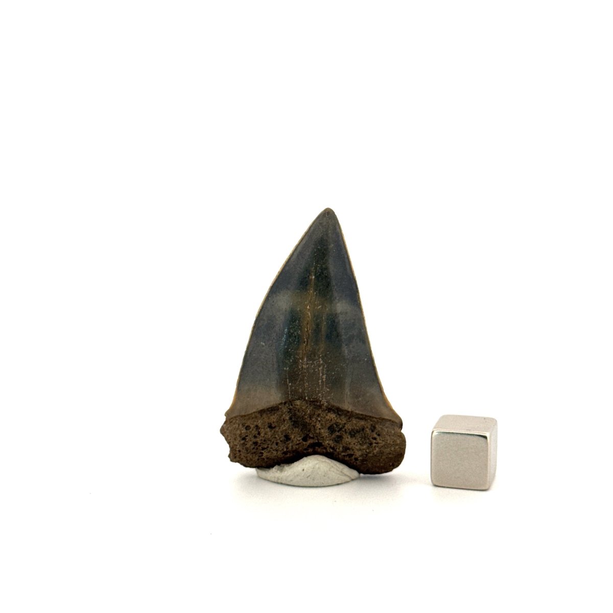 C. Hastalis fossil shark tooth (1.79") from Antwerp, Belgium - FossilsAndMore