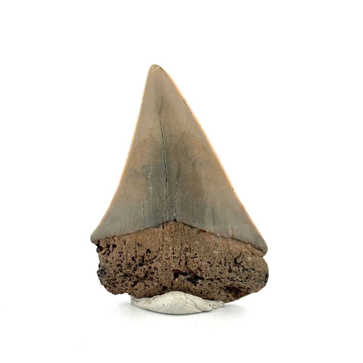C. Hastalis fossil shark tooth (2.08") from Antwerp, Belgium - FossilsAndMore