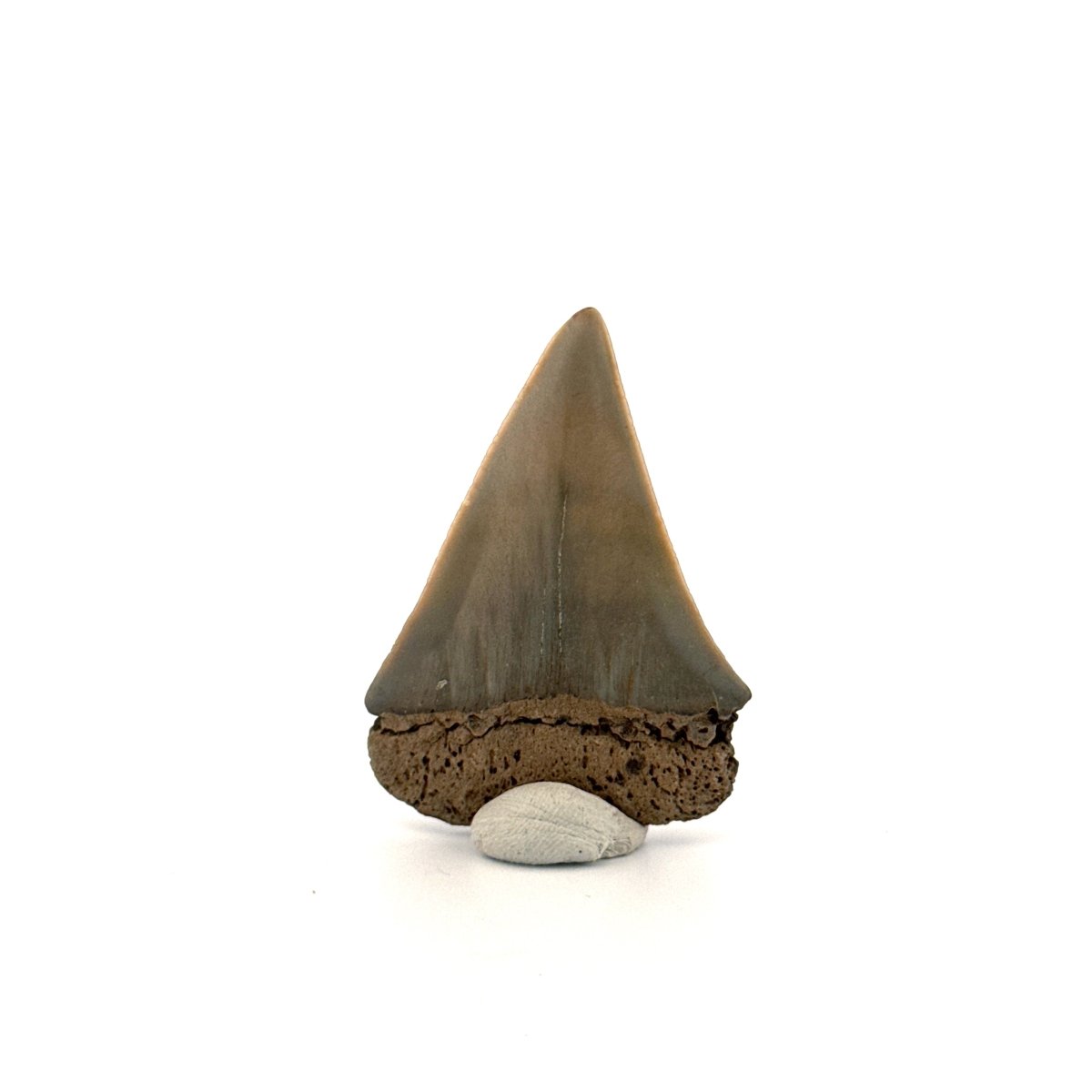 C. Hastalis fossil shark tooth (2.08") from Antwerp, Belgium - FossilsAndMore