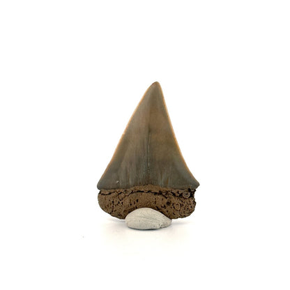 C. Hastalis fossil shark tooth (2.08") from Antwerp, Belgium - FossilsAndMore
