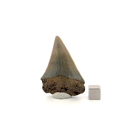 C. Hastalis fossil shark tooth (2.08") from Antwerp, Belgium - FossilsAndMore
