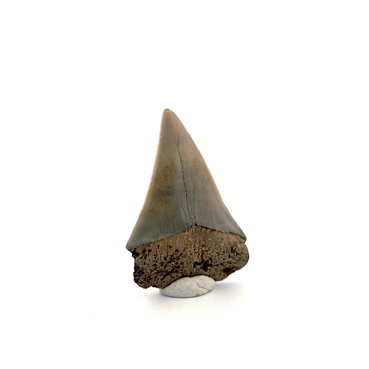 C. Hastalis fossil shark tooth (2.08") from Antwerp, Belgium - FossilsAndMore