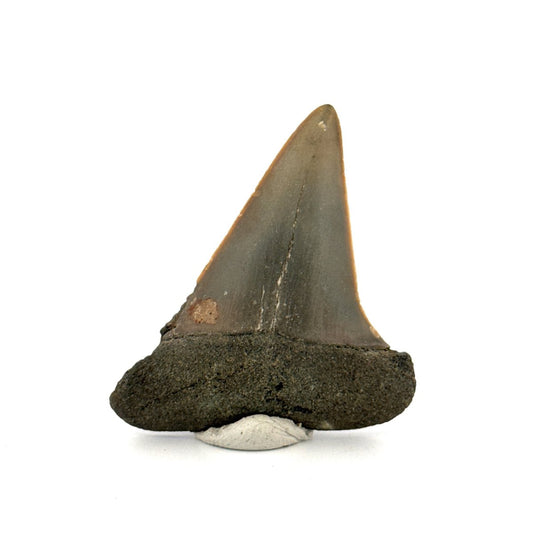 C. Hastalis fossil shark tooth (2.18") from Antwerp, Belgium - FossilsAndMore