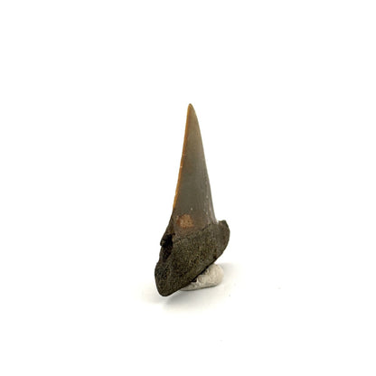 C. Hastalis fossil shark tooth (2.18") from Antwerp, Belgium - FossilsAndMore
