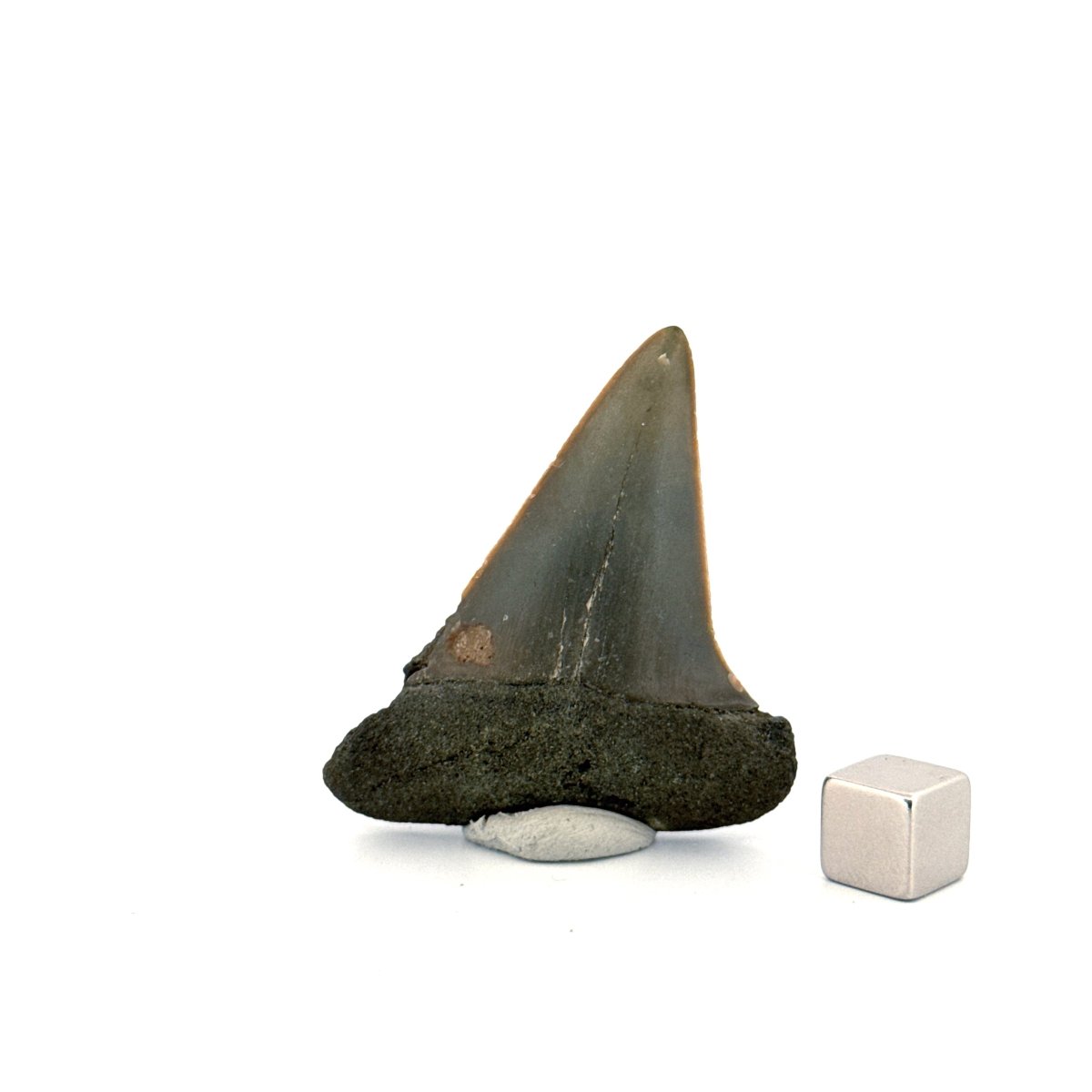 C. Hastalis fossil shark tooth (2.18") from Antwerp, Belgium - FossilsAndMore