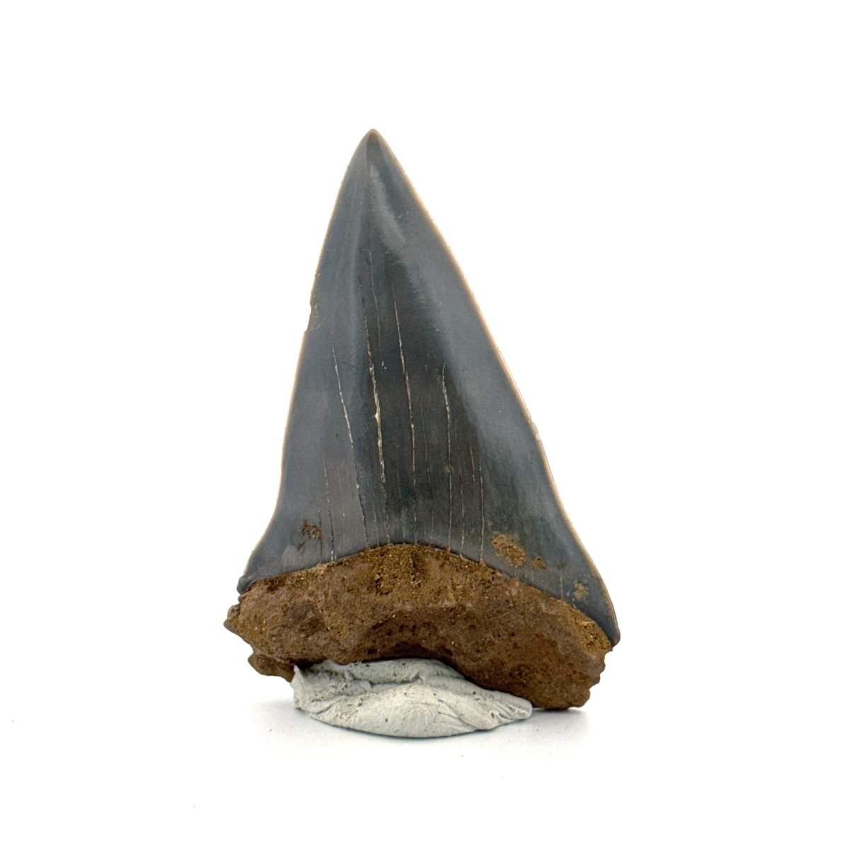 C. Hastalis fossil shark tooth (2.23") from Antwerp, Belgium - FossilsAndMore