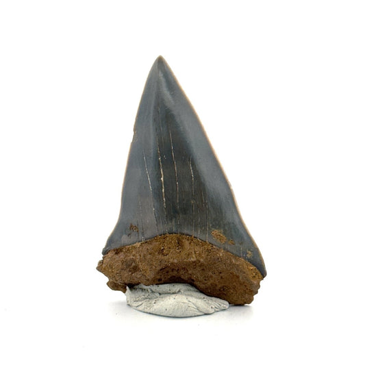 C. Hastalis fossil shark tooth (2.23") from Antwerp, Belgium - FossilsAndMore