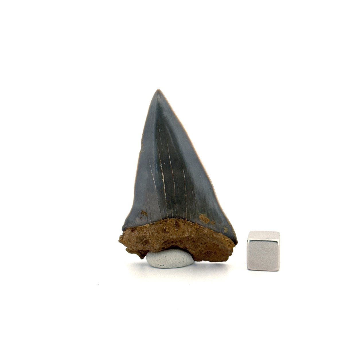 C. Hastalis fossil shark tooth (2.23") from Antwerp, Belgium - FossilsAndMore