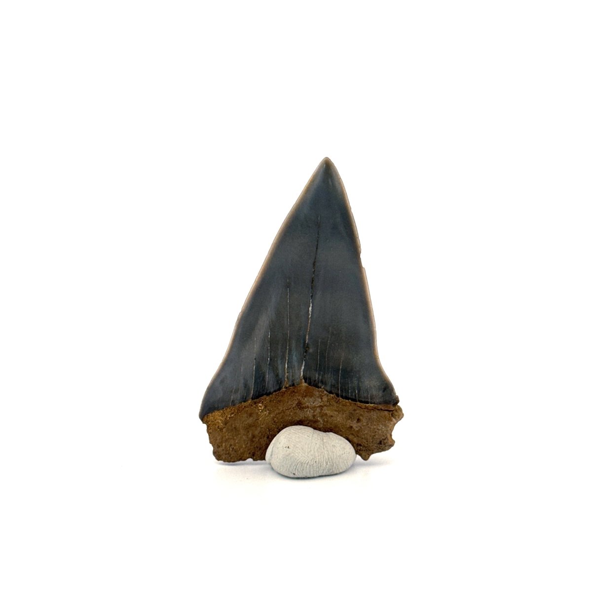C. Hastalis fossil shark tooth (2.23") from Antwerp, Belgium - FossilsAndMore
