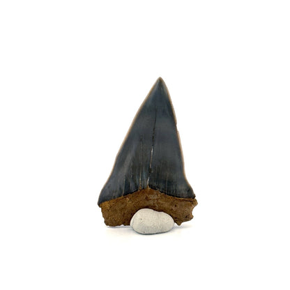C. Hastalis fossil shark tooth (2.23") from Antwerp, Belgium - FossilsAndMore