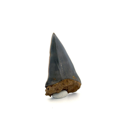 C. Hastalis fossil shark tooth (2.23") from Antwerp, Belgium - FossilsAndMore
