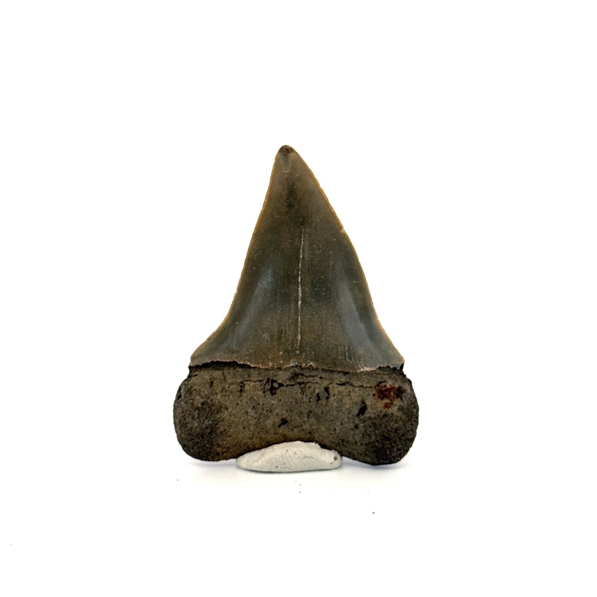 C. Hastalis fossil shark tooth (2.27") from Antwerp, Belgium - FossilsAndMore