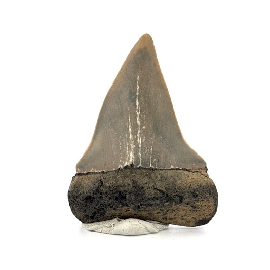 C. Hastalis fossil shark tooth (2.27") from Antwerp, Belgium - FossilsAndMore