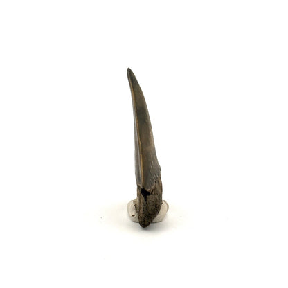 C. Hastalis fossil shark tooth (2.29") from Antwerp, Belgium - FossilsAndMore