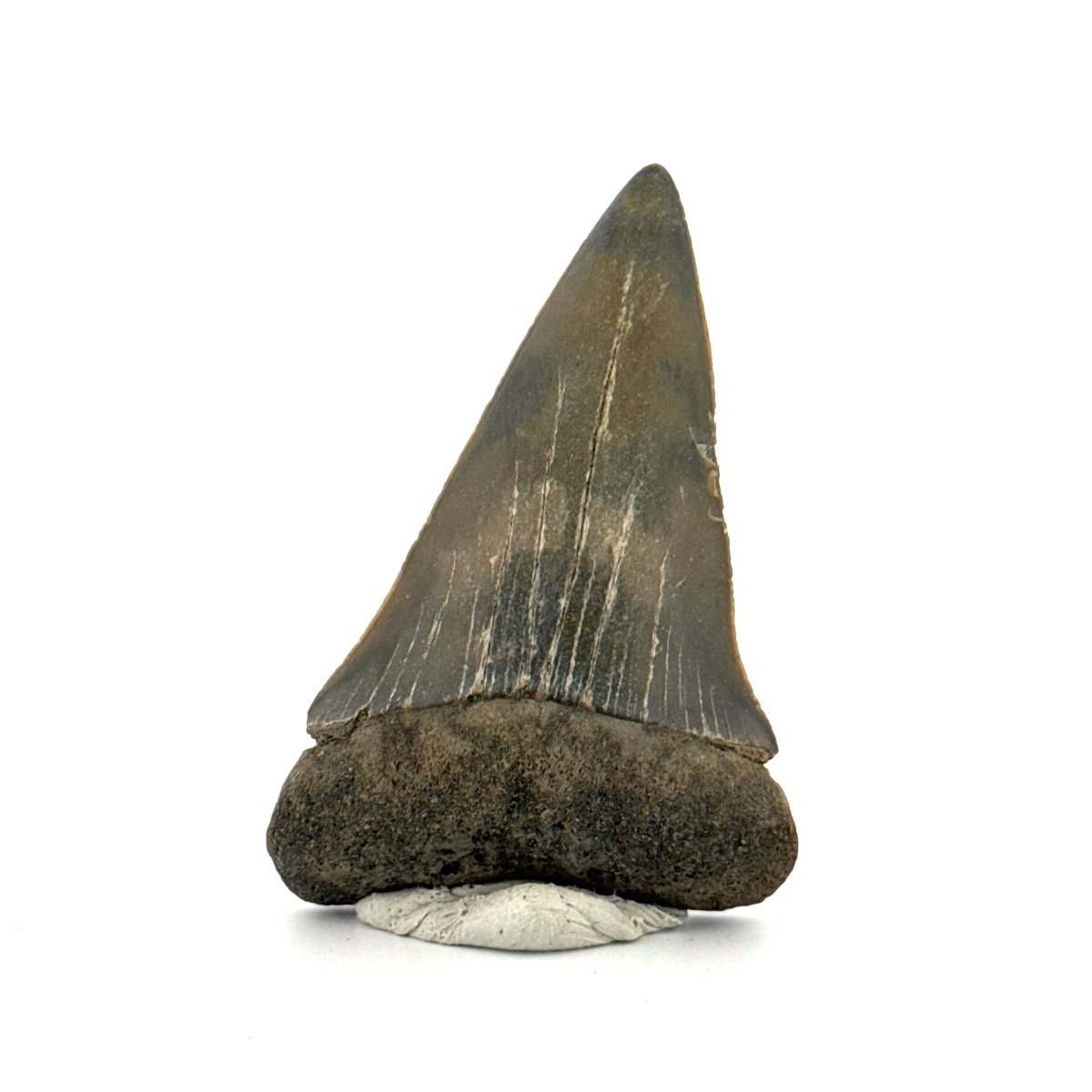 C. Hastalis fossil shark tooth (2.29") from Antwerp, Belgium - FossilsAndMore