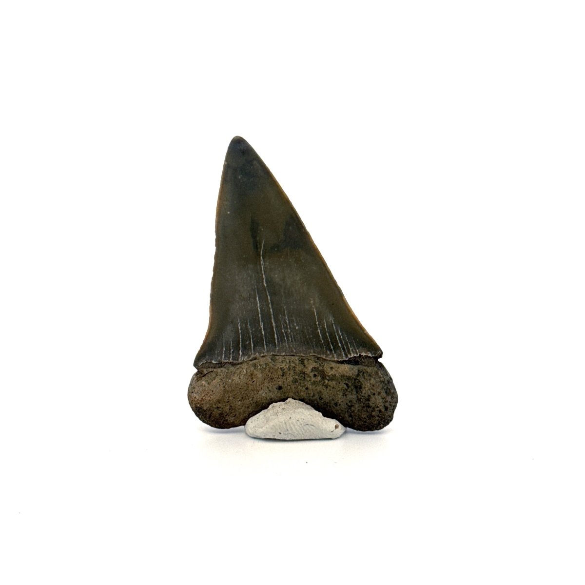 C. Hastalis fossil shark tooth (2.29") from Antwerp, Belgium - FossilsAndMore