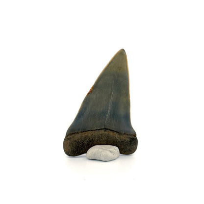 C. Hastalis fossil shark tooth (2.42") from Antwerp, Belgium - FossilsAndMore