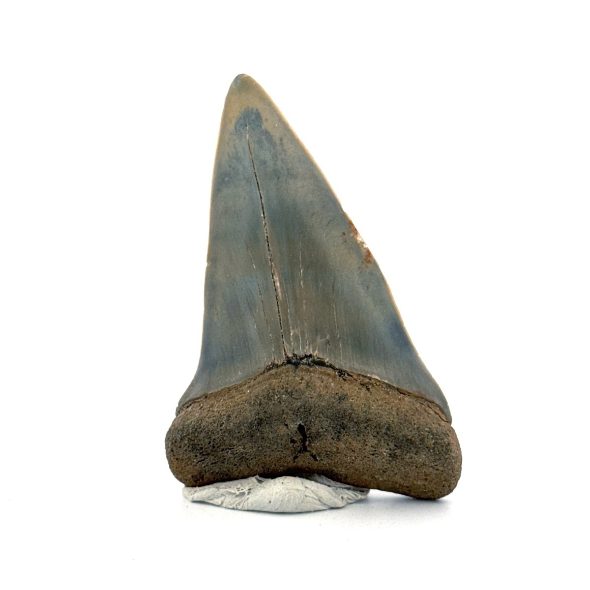 C. Hastalis fossil shark tooth (2.42") from Antwerp, Belgium - FossilsAndMore