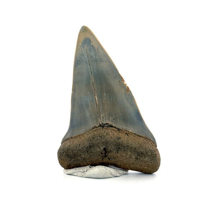 C. Hastalis fossil shark tooth (2.42") from Antwerp, Belgium - FossilsAndMore