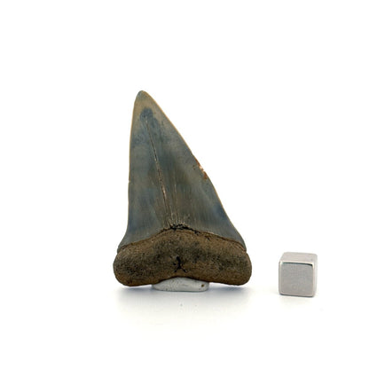 C. Hastalis fossil shark tooth (2.42") from Antwerp, Belgium - FossilsAndMore