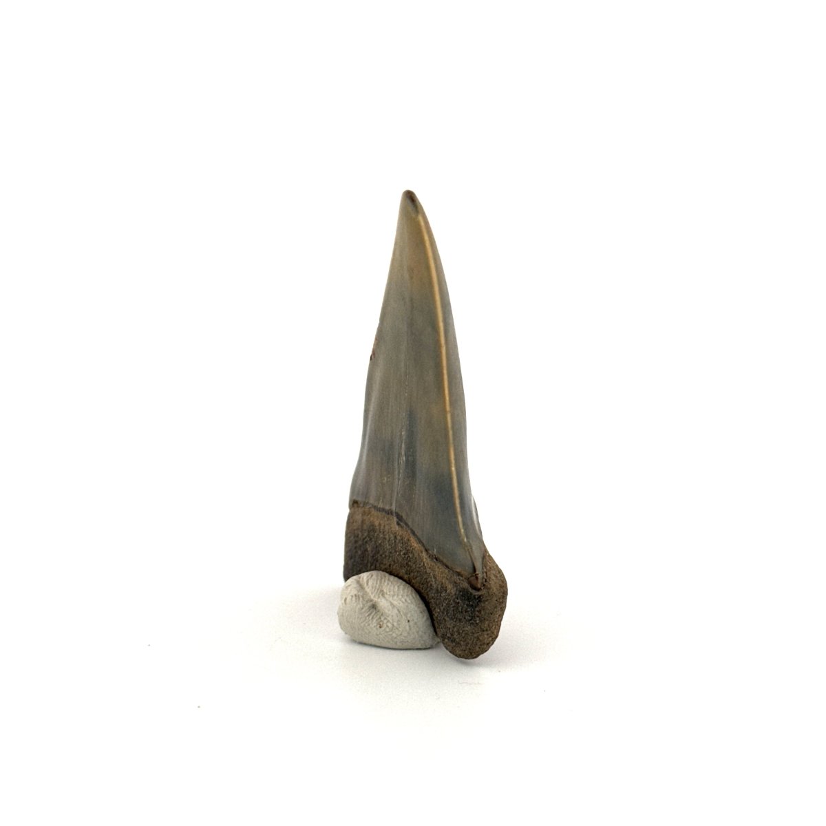 C. Hastalis fossil shark tooth (2.42") from Antwerp, Belgium - FossilsAndMore