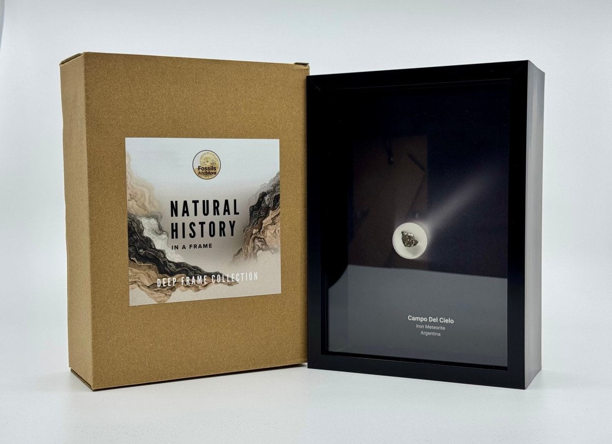 Campo del Cielo Meteorite Fragment in Large Deep Box Frame - FossilsAndMore