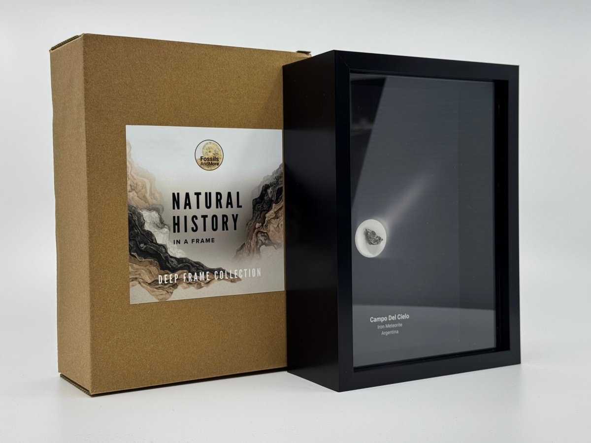 Campo del Cielo Meteorite Fragment in Large Deep Box Frame - FossilsAndMore