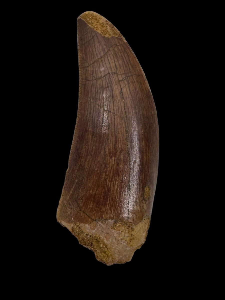 Carcharodontosaurus fossil tooth, Cretaceous Dinosaur tooth from Kem Kem Beds, Morocco (1.93") - FossilsAndMore