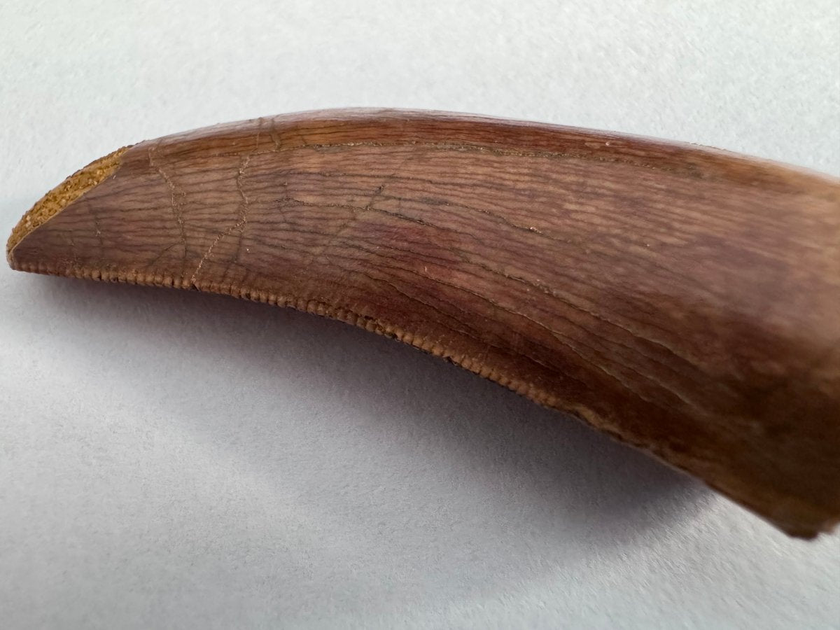 Carcharodontosaurus fossil tooth, Cretaceous Dinosaur tooth from Kem Kem Beds, Morocco (1.93") - FossilsAndMore