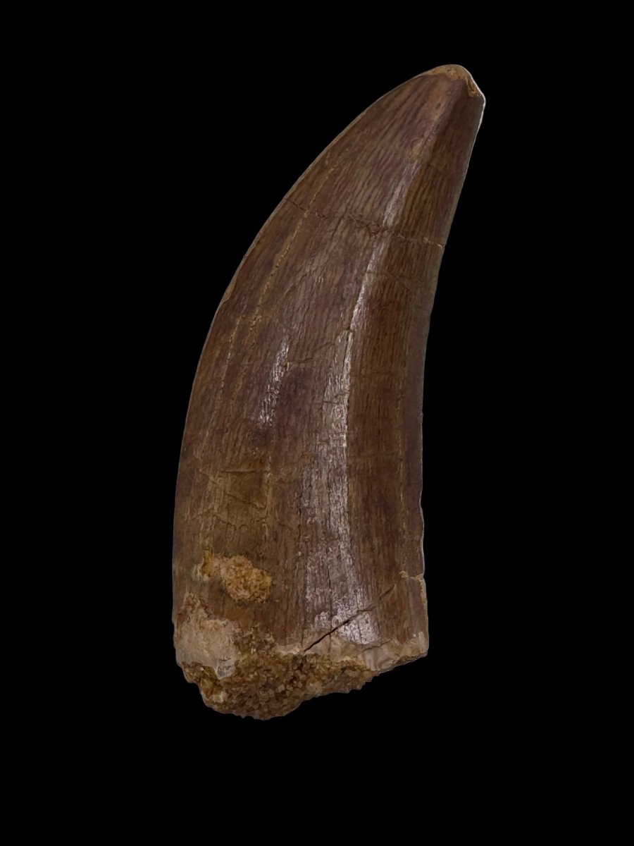 Carcharodontosaurus fossil tooth, Cretaceous Dinosaur tooth from Kem Kem Beds, Morocco (1.93") - FossilsAndMore