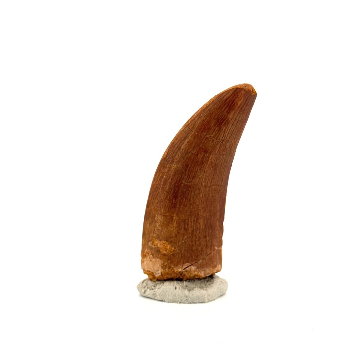 Carcharodontosaurus fossil tooth, Cretaceous Dinosaur tooth from Kem Kem Beds, Morocco (1.93") - FossilsAndMore