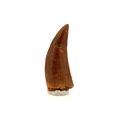 Carcharodontosaurus fossil tooth, Cretaceous Dinosaur tooth from Kem Kem Beds, Morocco (2.06") - FossilsAndMore