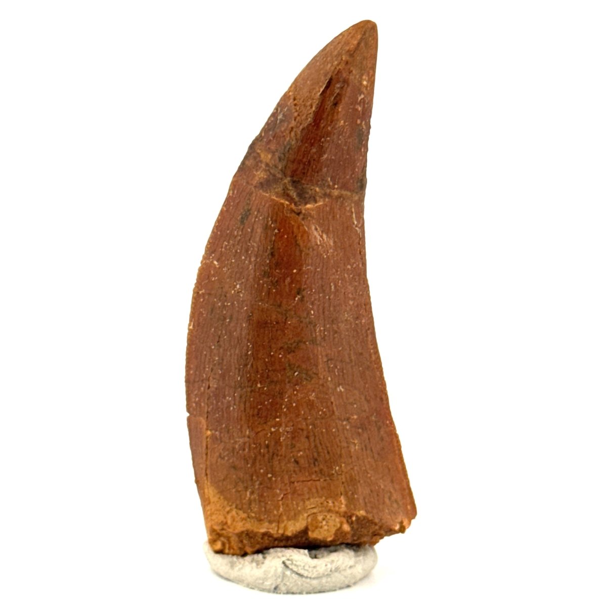 Carcharodontosaurus fossil tooth, Cretaceous Dinosaur tooth from Kem Kem Beds, Morocco (2.06") - FossilsAndMore