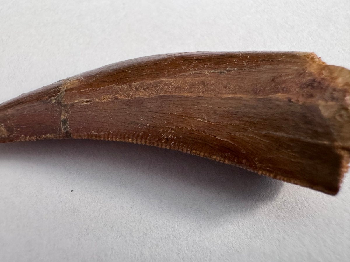 Carcharodontosaurus fossil tooth, Cretaceous Dinosaur tooth from Kem Kem Beds, Morocco (2.06") - FossilsAndMore