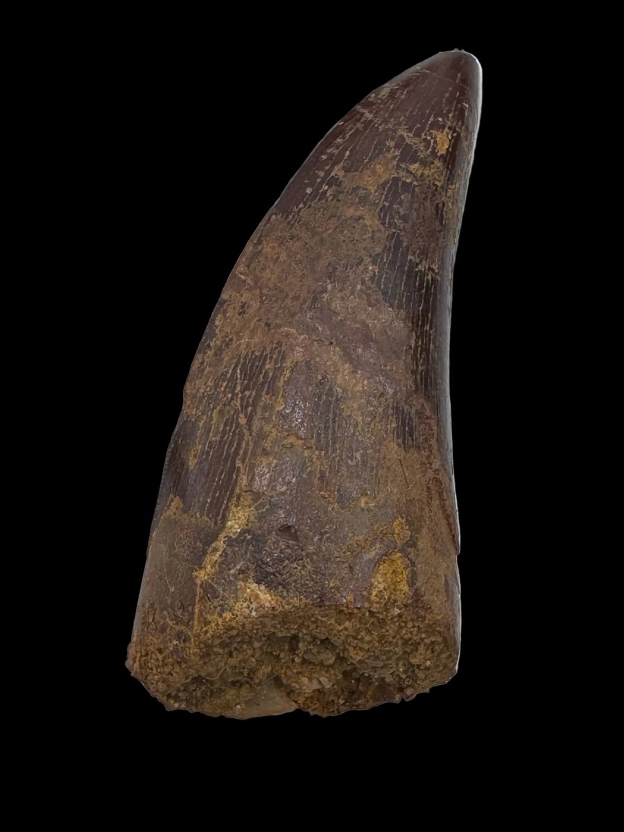Carcharodontosaurus fossil tooth, Cretaceous Dinosaur tooth from Kem Kem Beds, Morocco (2.53") - FossilsAndMore