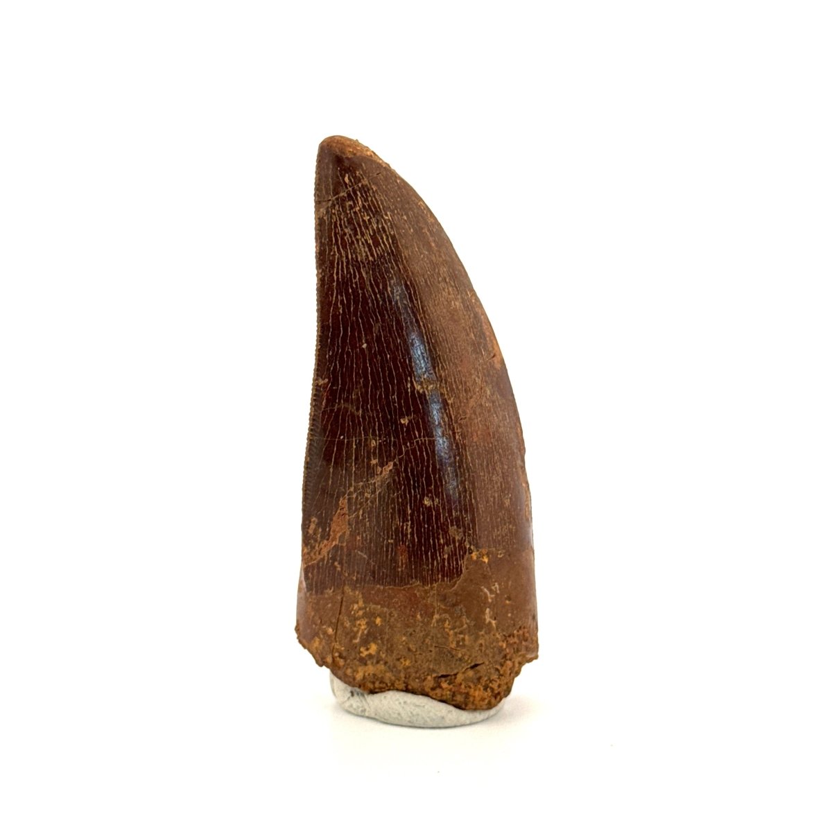 Carcharodontosaurus fossil tooth, Cretaceous Dinosaur tooth from Kem Kem Beds, Morocco (2.53") - FossilsAndMore