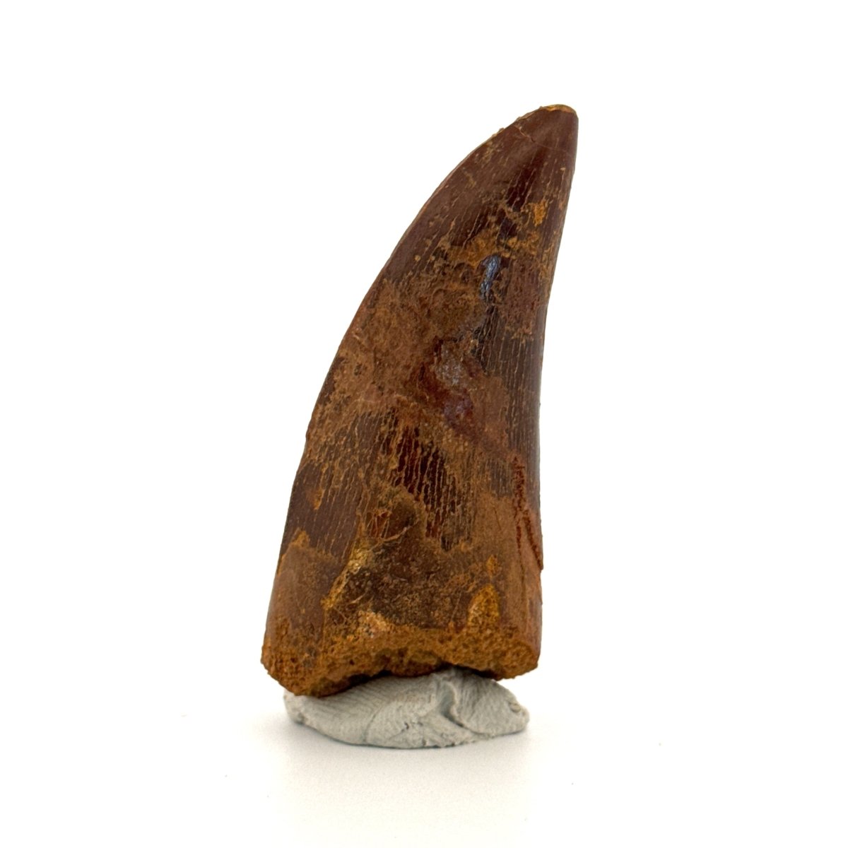 Carcharodontosaurus fossil tooth, Cretaceous Dinosaur tooth from Kem Kem Beds, Morocco (2.53") - FossilsAndMore