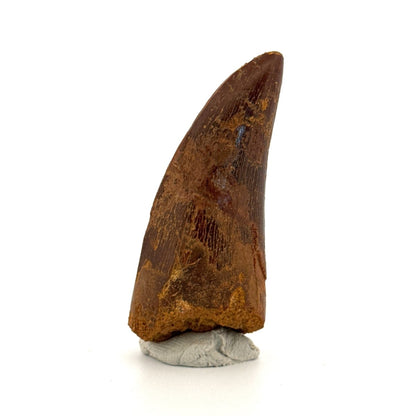 Carcharodontosaurus fossil tooth, Cretaceous Dinosaur tooth from Kem Kem Beds, Morocco (2.53") - FossilsAndMore