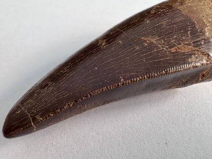 Carcharodontosaurus fossil tooth, Cretaceous Dinosaur tooth from Kem Kem Beds, Morocco (2.53") - FossilsAndMore