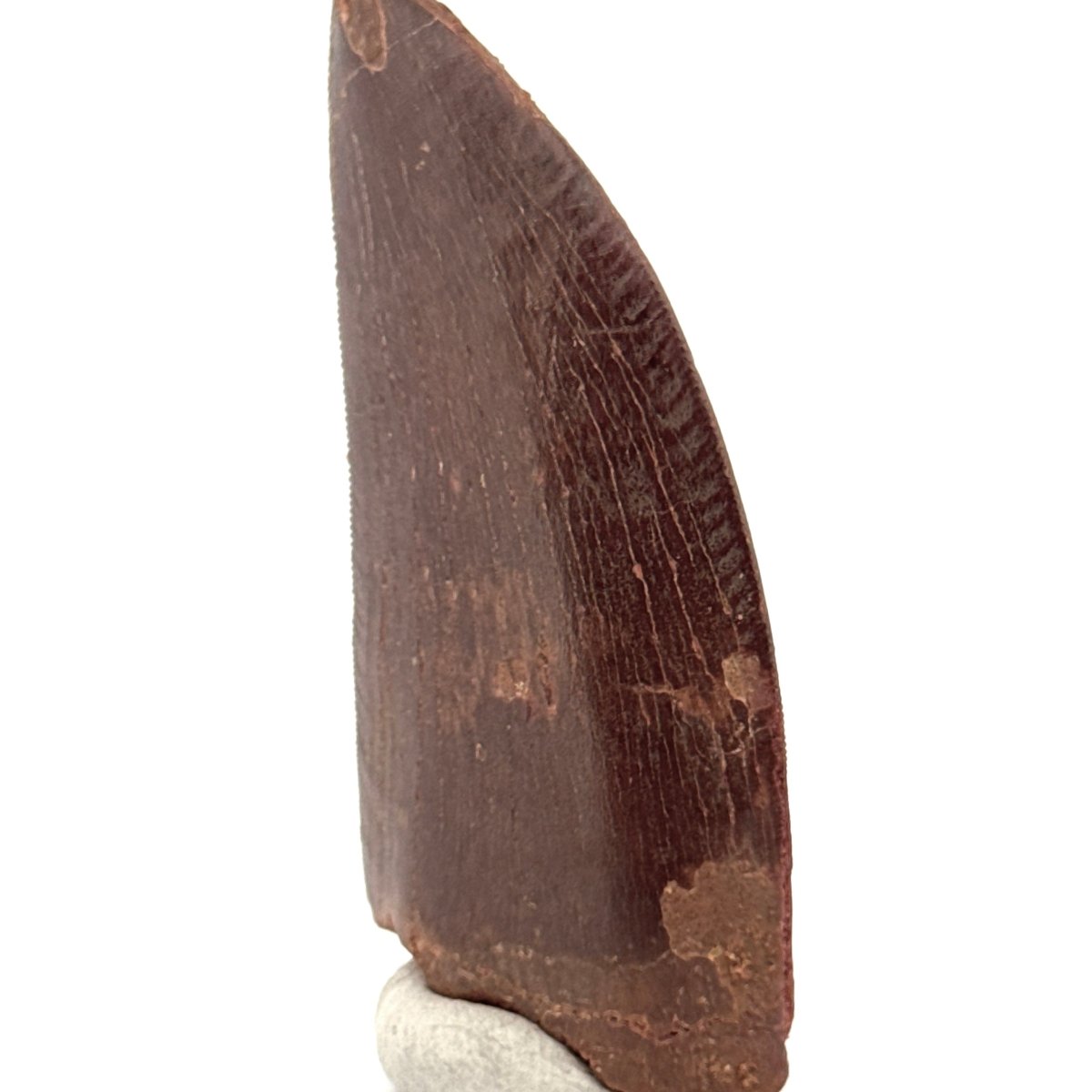 Carcharodontosaurus fossil tooth, Cretaceous Dinosaur tooth from Kem Kem Beds, Morocco (2.61") - FossilsAndMore