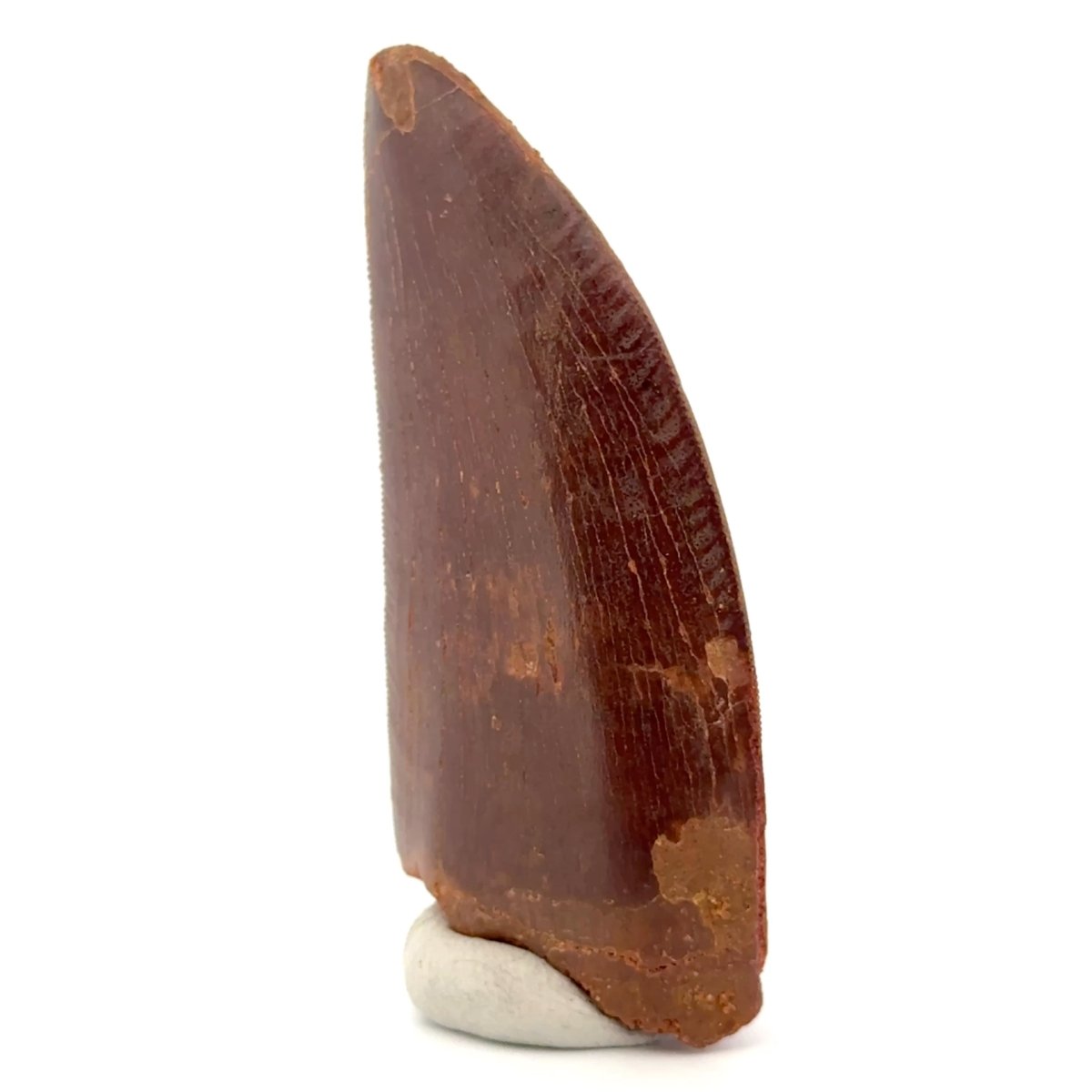 Carcharodontosaurus fossil tooth, Cretaceous Dinosaur tooth from Kem Kem Beds, Morocco (2.61") - FossilsAndMore