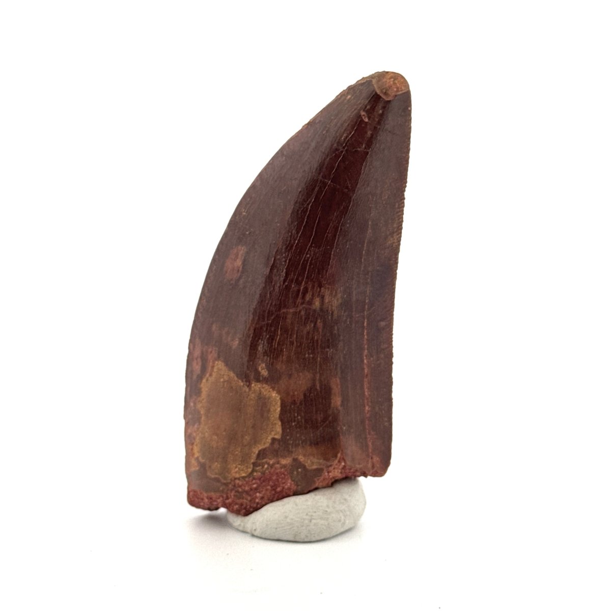 Carcharodontosaurus fossil tooth, Cretaceous Dinosaur tooth from Kem Kem Beds, Morocco (2.61") - FossilsAndMore