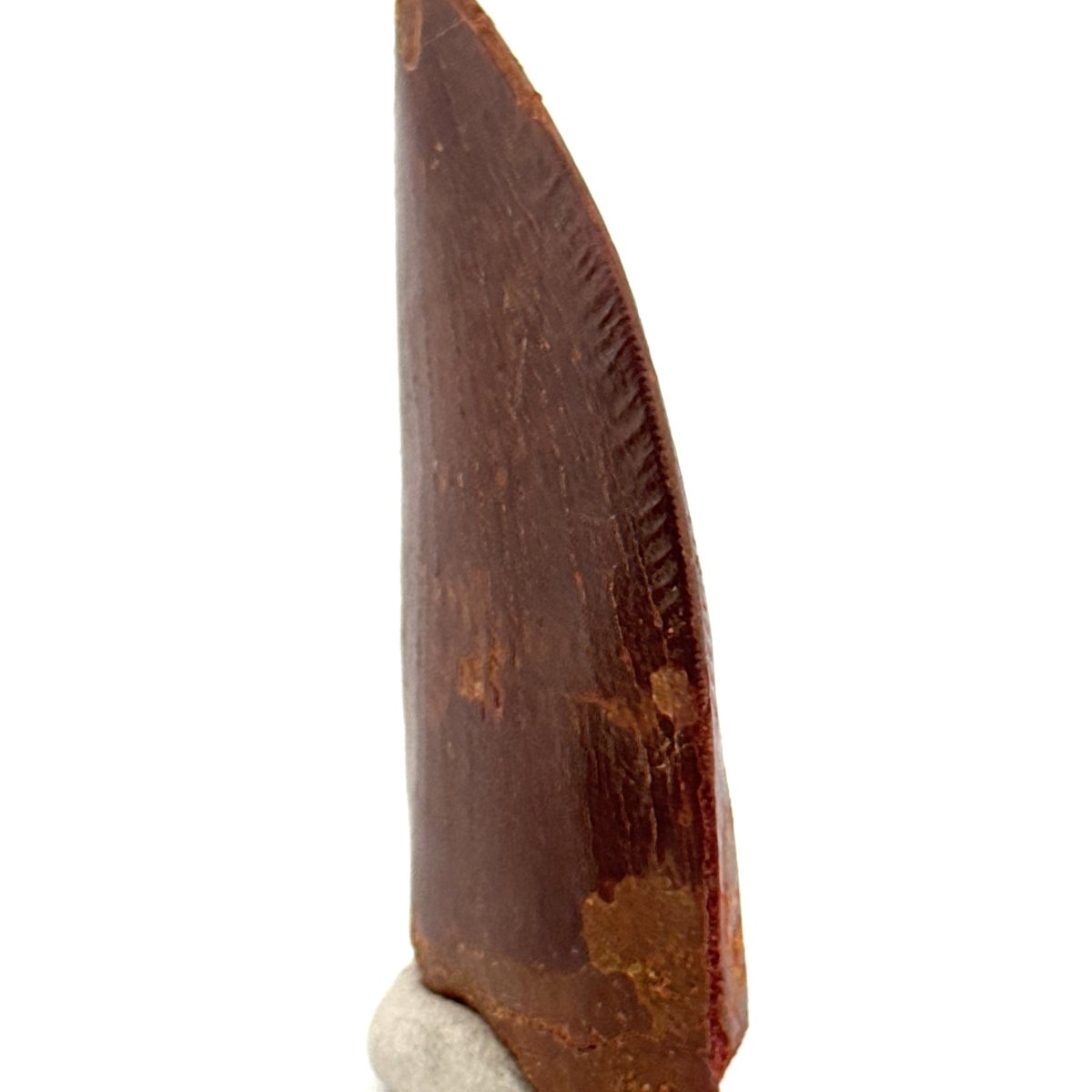 Carcharodontosaurus fossil tooth, Cretaceous Dinosaur tooth from Kem Kem Beds, Morocco (2.61") - FossilsAndMore