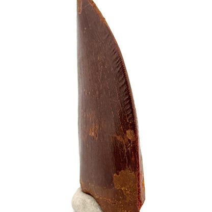 Carcharodontosaurus fossil tooth, Cretaceous Dinosaur tooth from Kem Kem Beds, Morocco (2.61") - FossilsAndMore