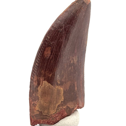 Carcharodontosaurus fossil tooth, Cretaceous Dinosaur tooth from Kem Kem Beds, Morocco (2.61") - FossilsAndMore