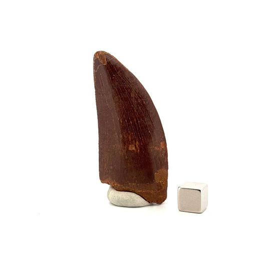 Carcharodontosaurus fossil tooth, Cretaceous Dinosaur tooth from Kem Kem Beds, Morocco (2.61") - FossilsAndMore