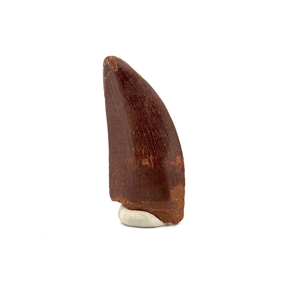 Carcharodontosaurus fossil tooth, Cretaceous Dinosaur tooth from Kem Kem Beds, Morocco (2.61") - FossilsAndMore