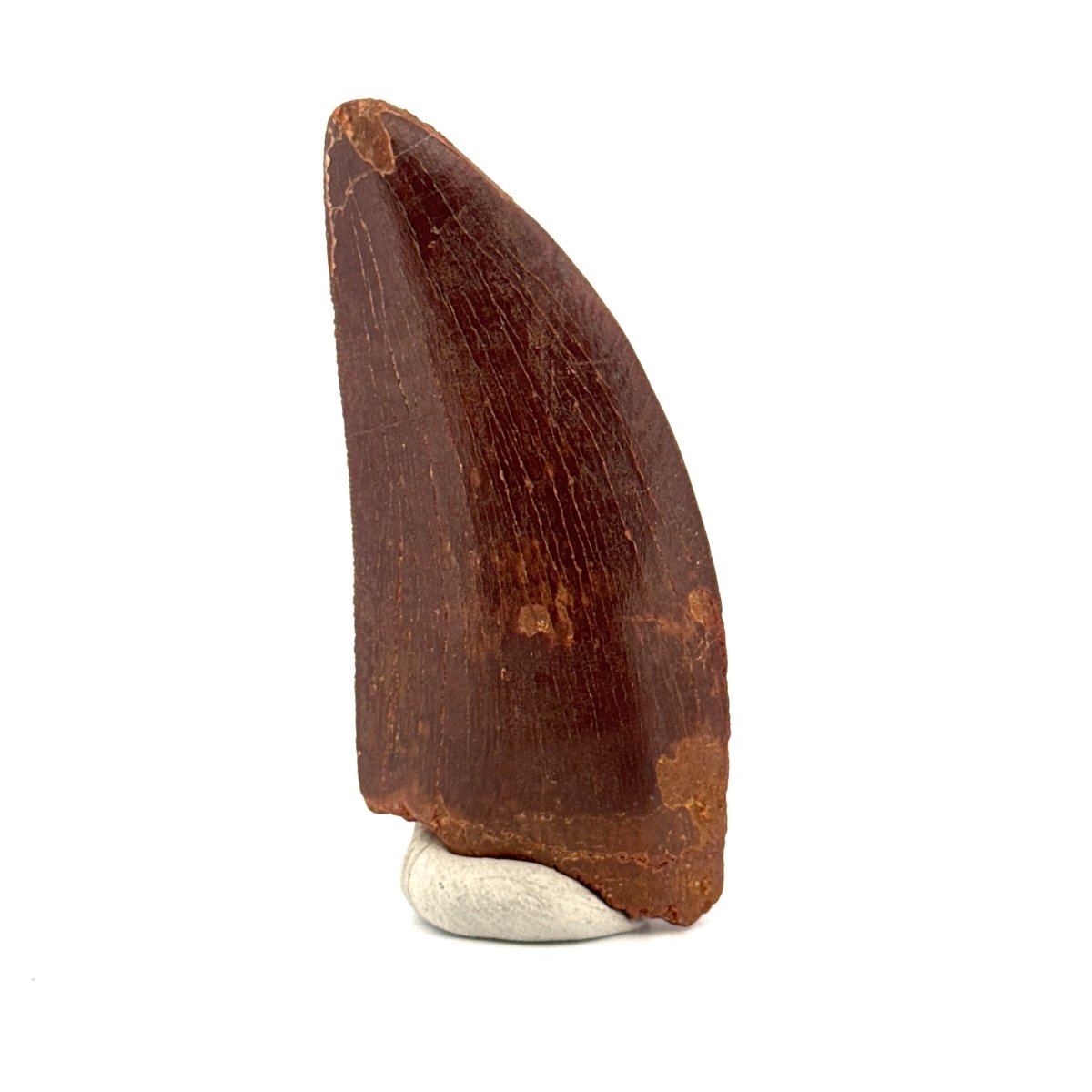 Carcharodontosaurus fossil tooth, Cretaceous Dinosaur tooth from Kem Kem Beds, Morocco (2.61") - FossilsAndMore